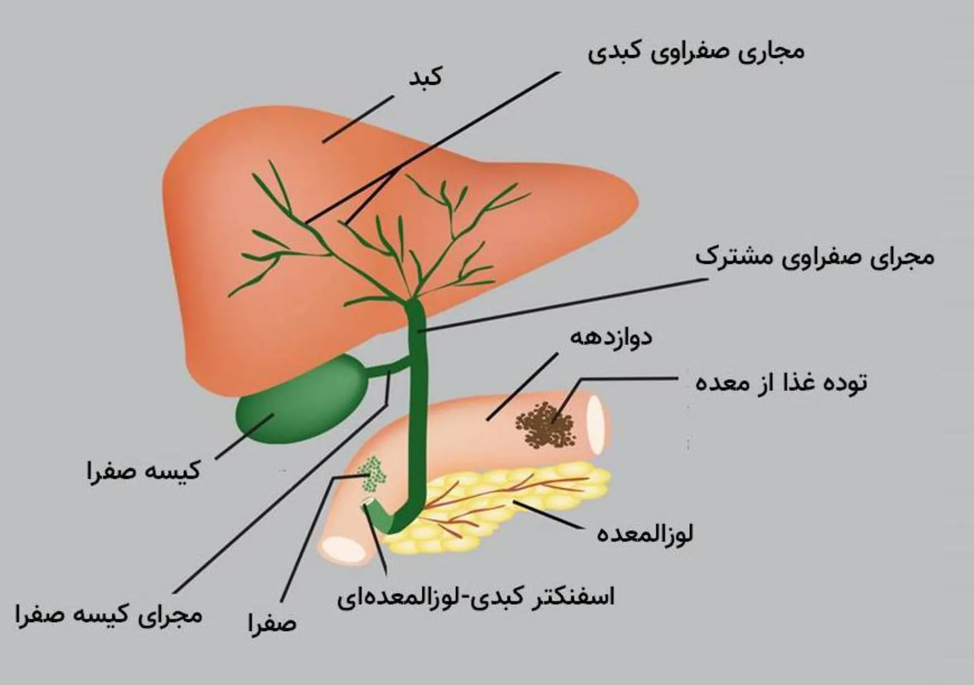 The best gallbladder surgeon in North Tehran